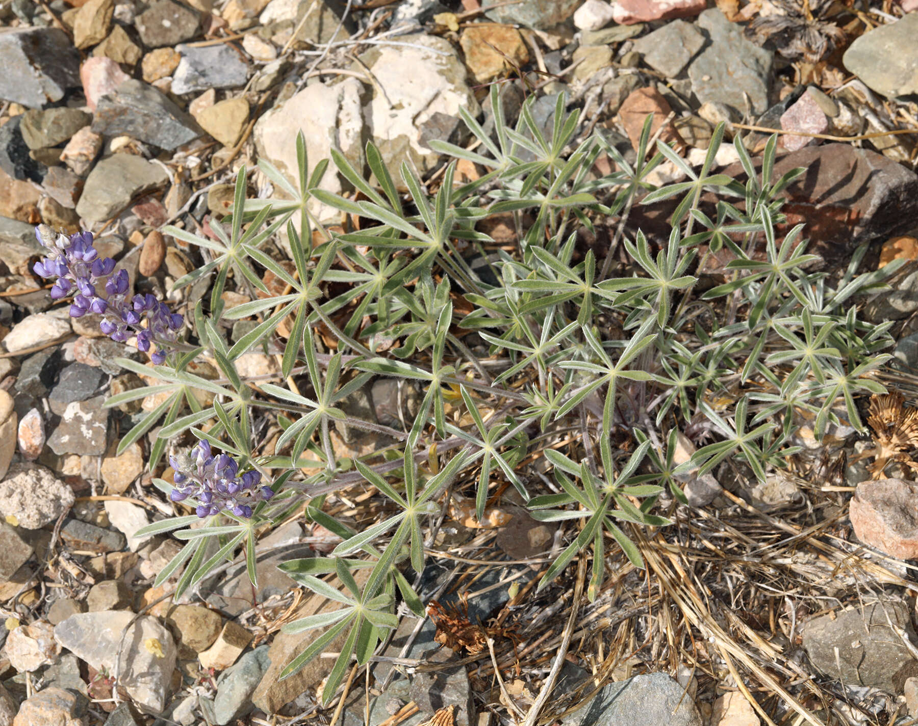 Image of bluebonnet lupine