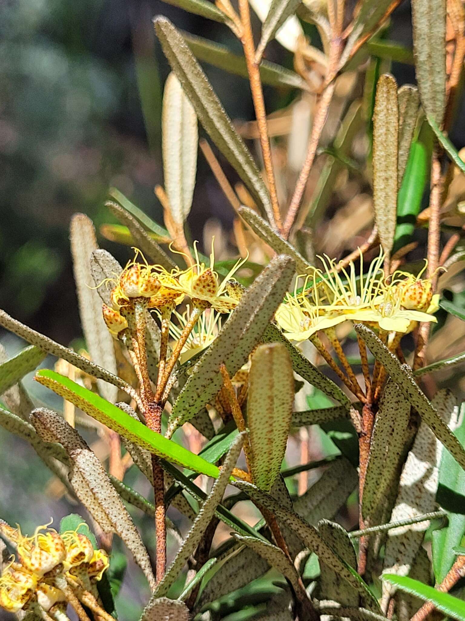 Imagem de Phebalium graniticola I. Telford & J. J. Bruhl