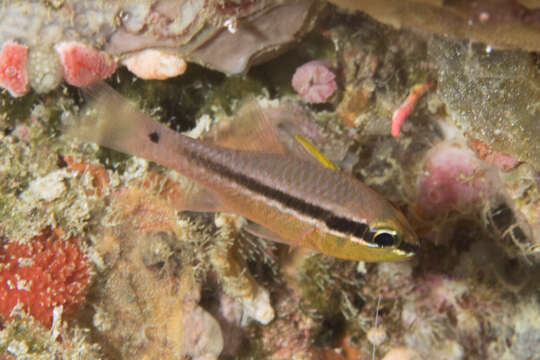 Image of Iridescent cardinalfish