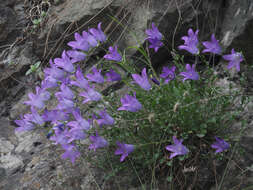 Imagem de Campanula saxifraga subsp. aucheri (A. DC.) Ogan.