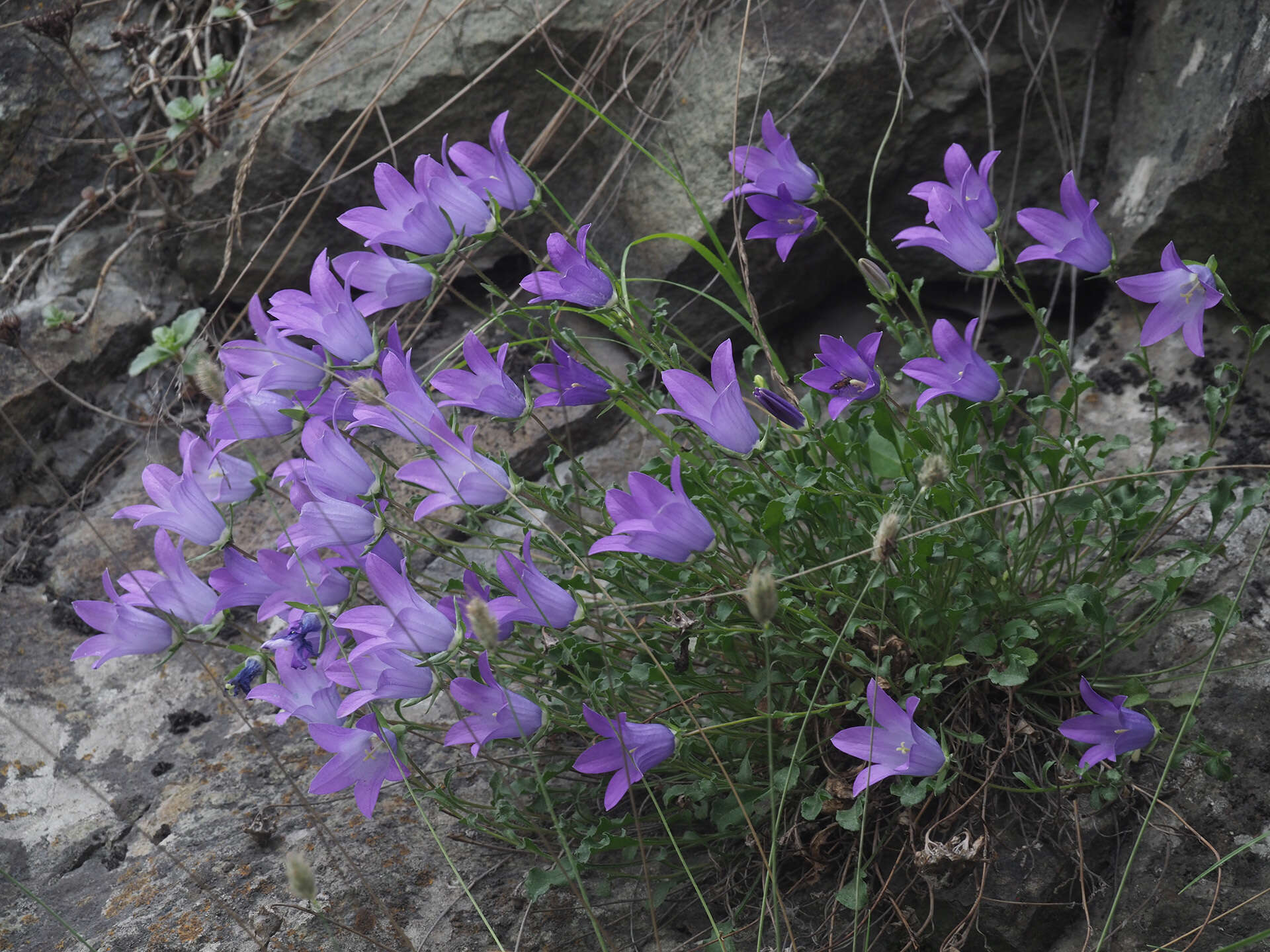 Image of Campanula saxifraga subsp. aucheri (A. DC.) Ogan.