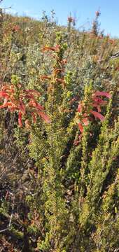 Image of Sticky-leaved heath