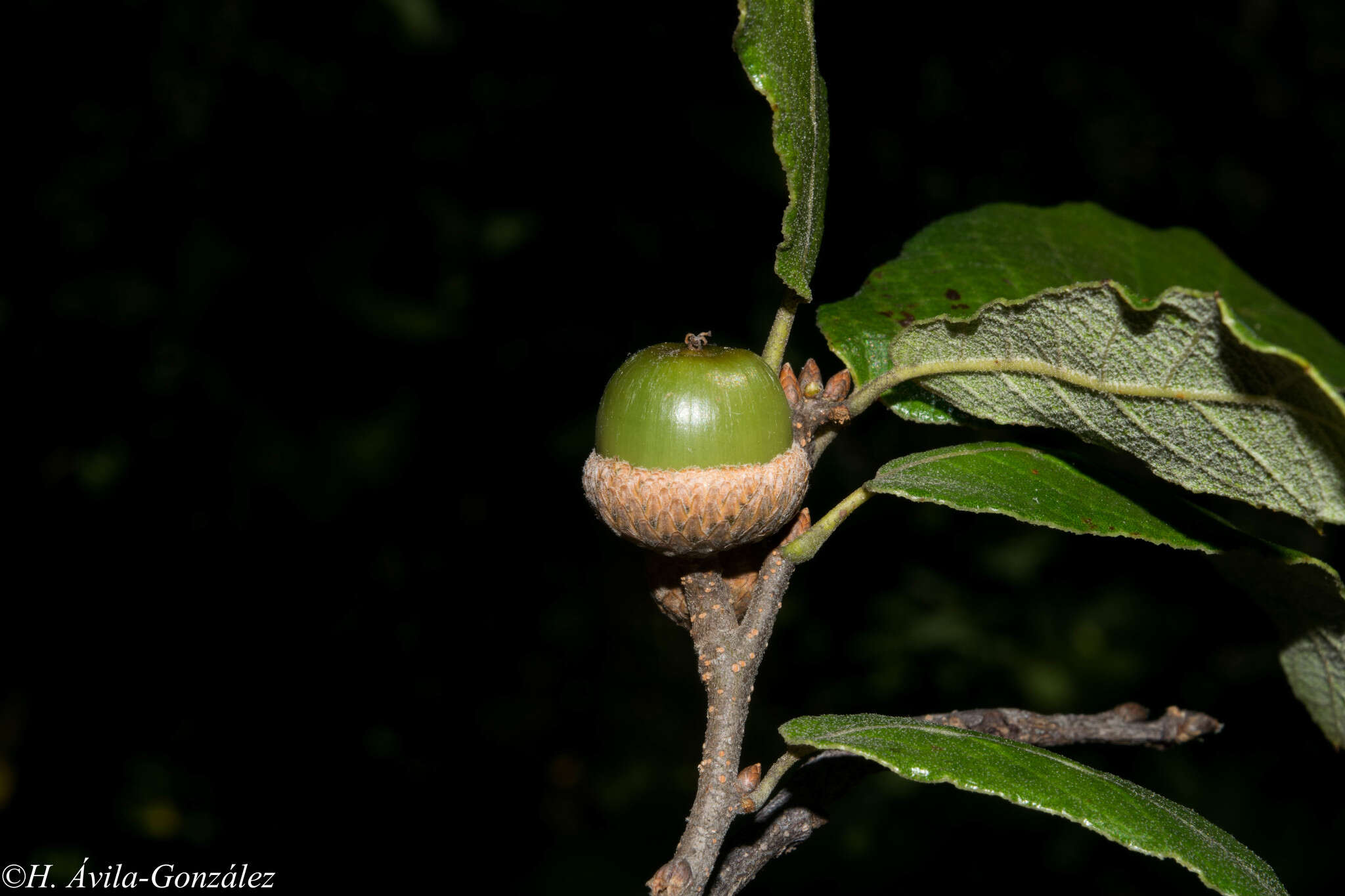 Слика од Quercus castanea Née