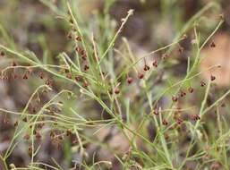 Image of San Saba pinweed