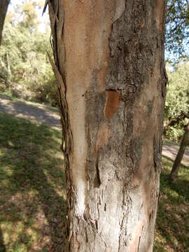 Image of Crataegus viridis var. glabriuscula (Sarg.) J. B. Phipps