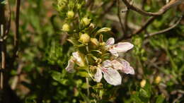 Teucrium bicolor Sm. resmi