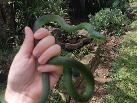 Image of Eastern Green Snake