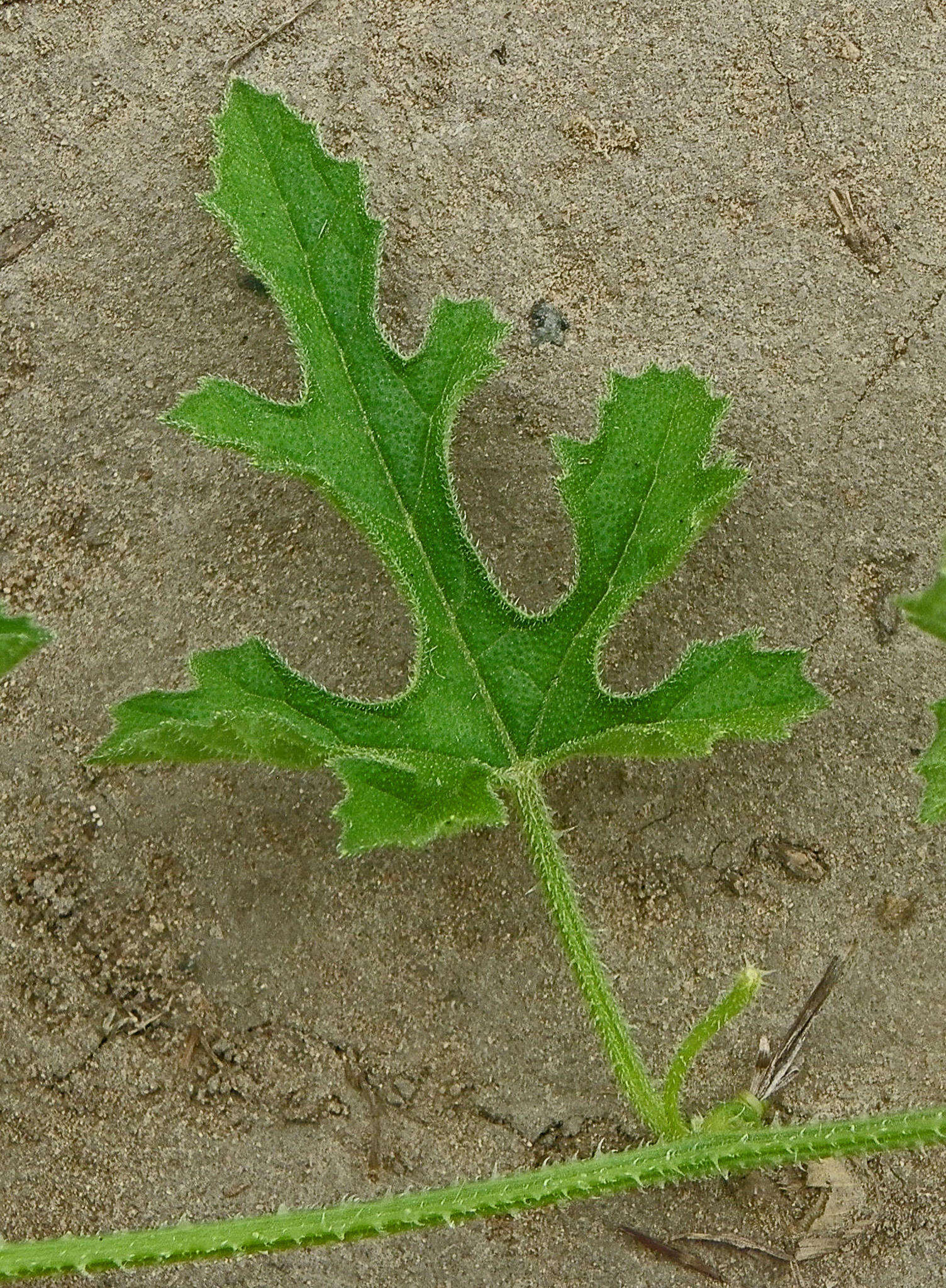 Image of South African Spiny Cucumber