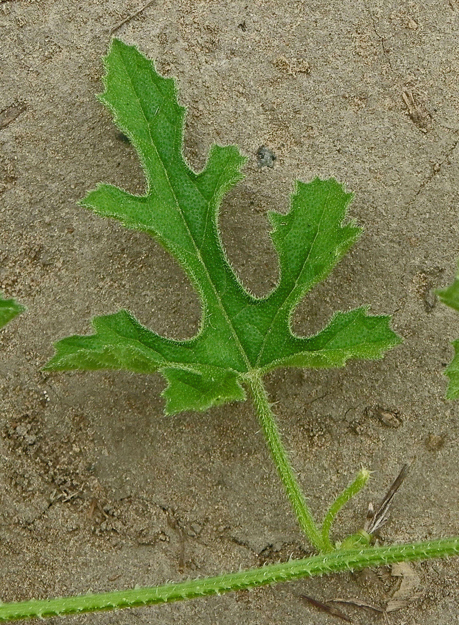 Image de Cucumis zeyheri Sond.