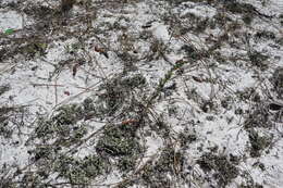 Image of Scrub Pinweed