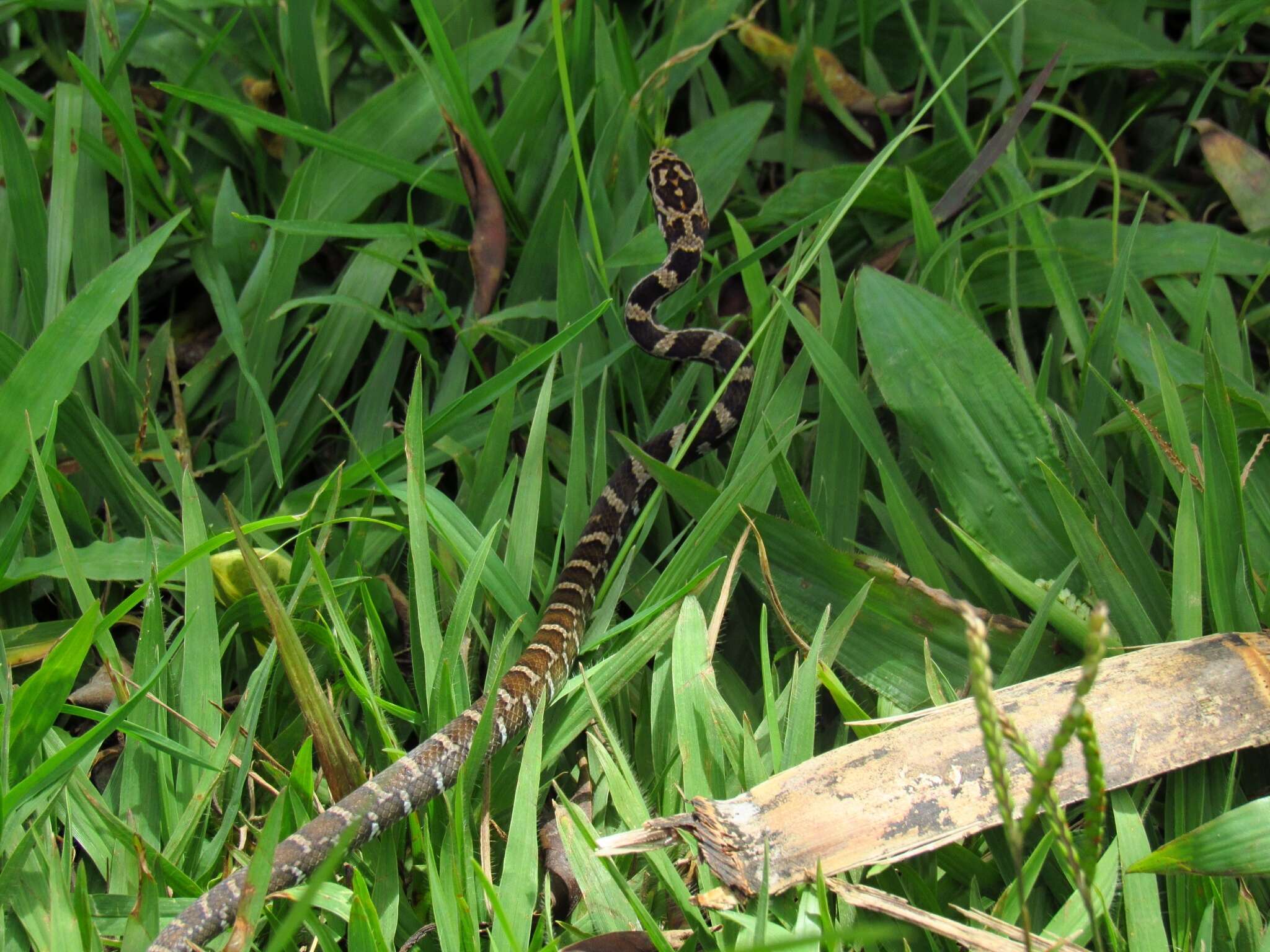 Image of Daniel's Tropical Racer