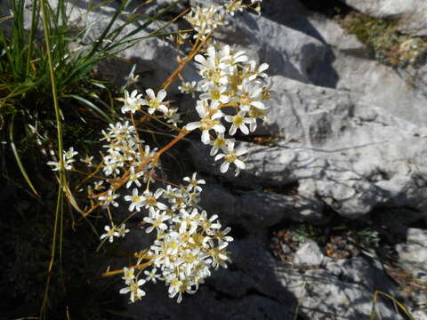 Image of Encrusted Saxifrage