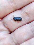 Image of Armadillidium traiani Demianowicz 1932