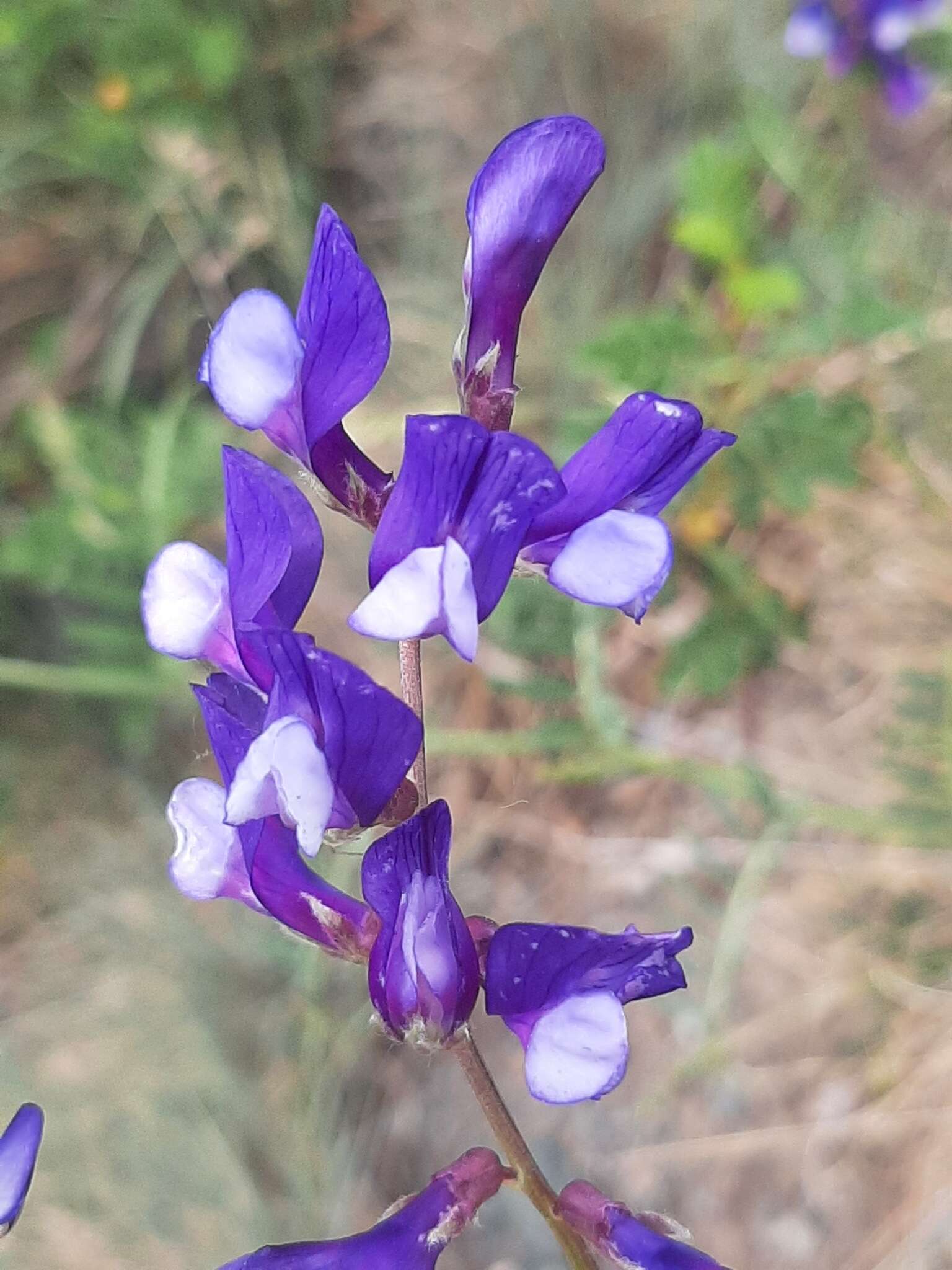 Image of Sainfoin vetch