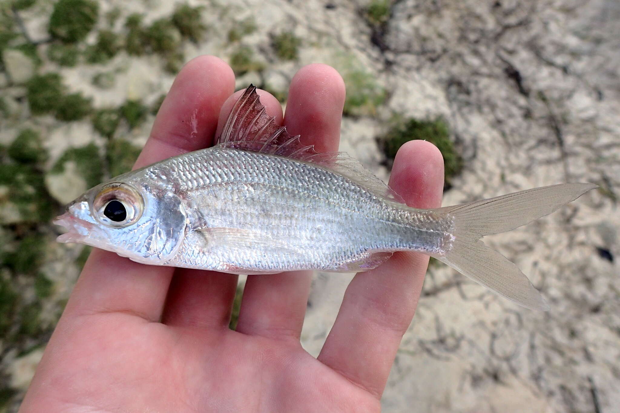 Sivun Eucinostomus jonesii (Günther 1879) kuva