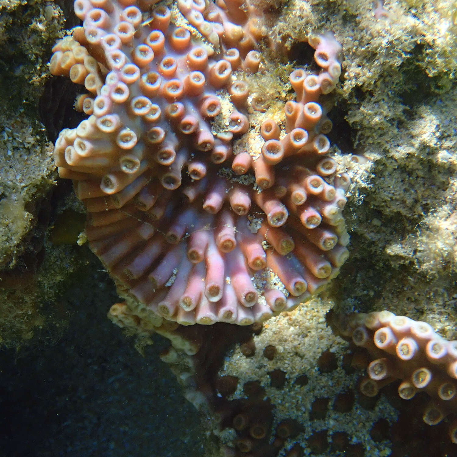 Image of disc coral