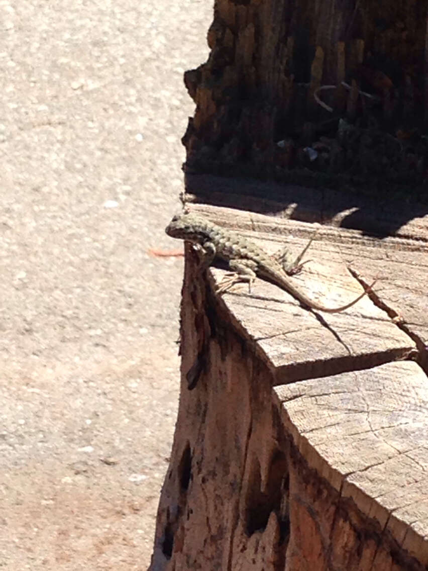 Image of Southern Sagebrush Lizard