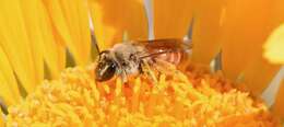 Image of Andrena balsamorhizae La Berge 1967