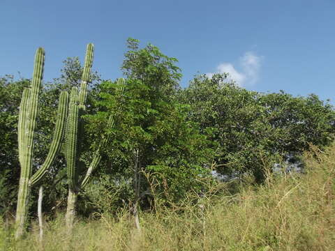 Ficus cotinifolia Kunth的圖片