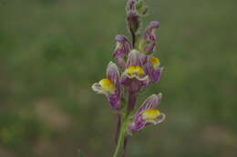 Image of Linaria schirvanica Fomin