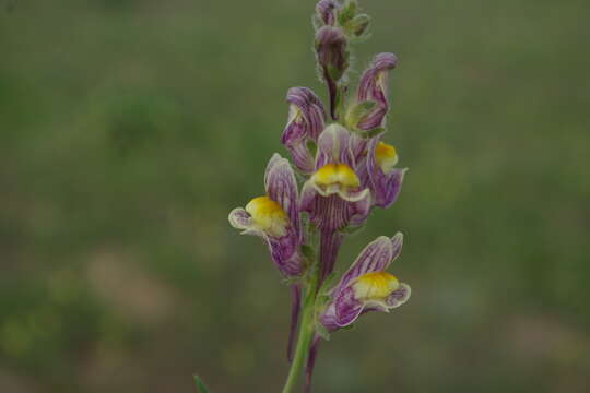 Image of Linaria schirvanica Fomin