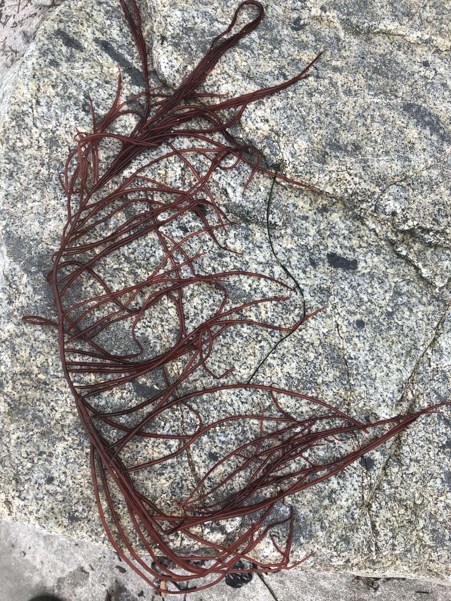 Image of Sea Noodles