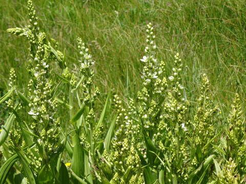 Image of California false hellebore