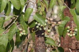 Image of kangaroo vine