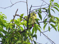 Image of Little Green Pigeon