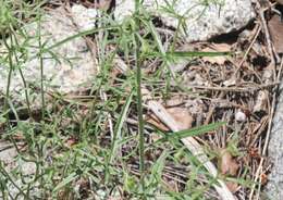 Image de Pennellia longifolia (Benth.) Rollins