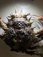 Image of lesser spider crab