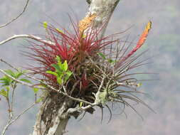 Image de Tillandsia tricolor Schltdl. & Cham.