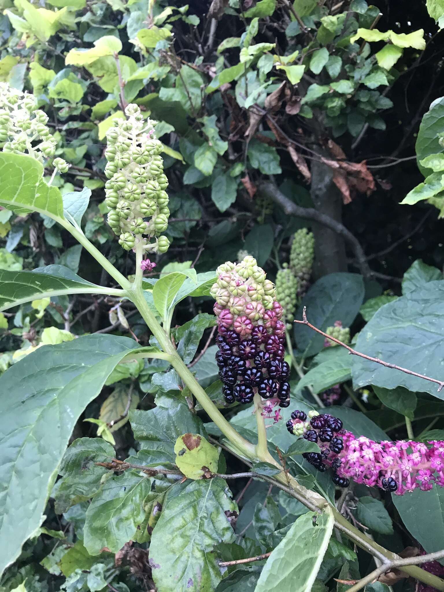 Image of Phytolacca acinosa Roxb.