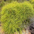 Image of Banksia foliosissima (C. A. Gardner) A. R. Mast & K. R. Thiele