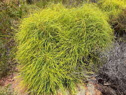 Image of Banksia foliosissima (C. A. Gardner) A. R. Mast & K. R. Thiele