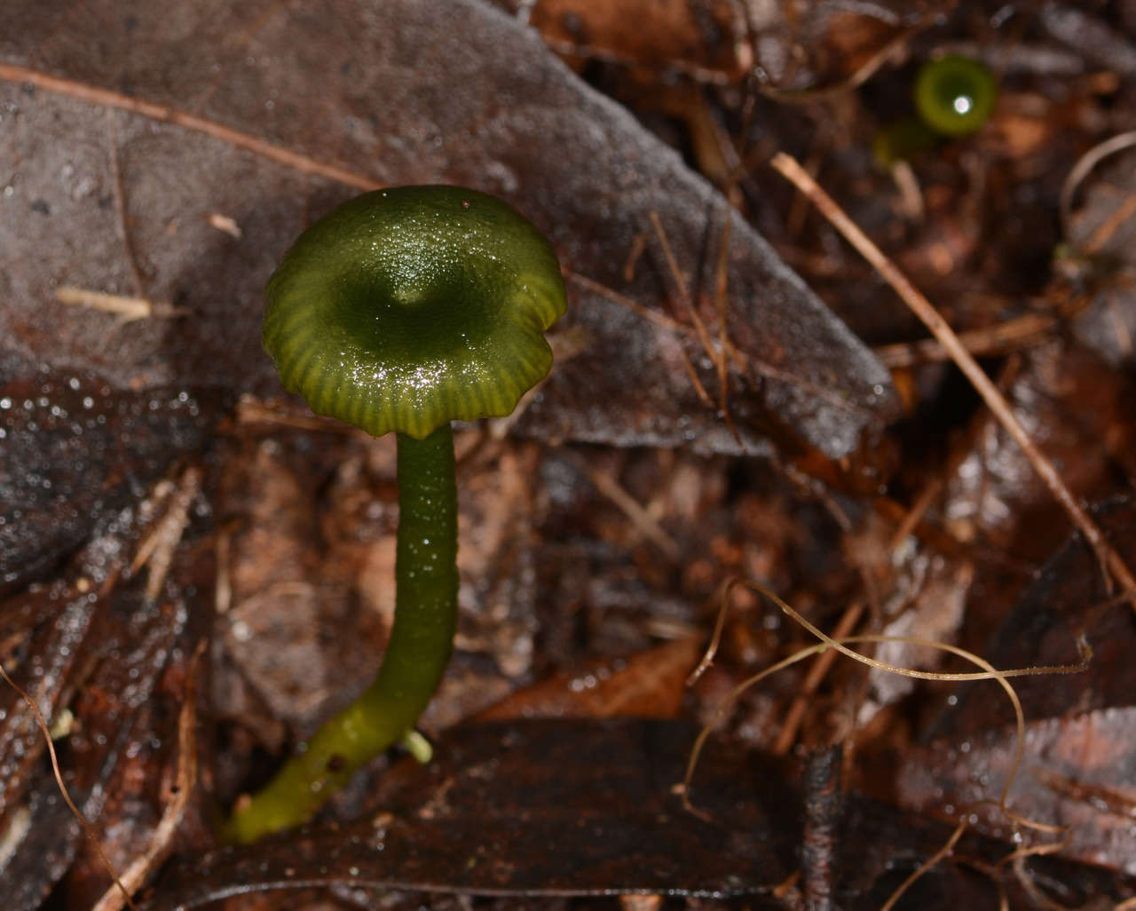 Image of Gliophorus pseudograminicolor (A. M. Young) P. M. Kirk 2013