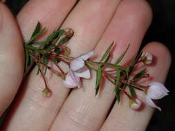 Image of Boronia floribunda Sieber ex Spreng.