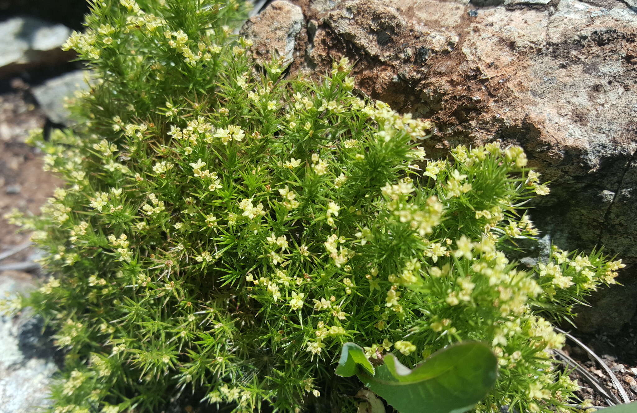 Plancia ëd Galium andrewsii A. Gray