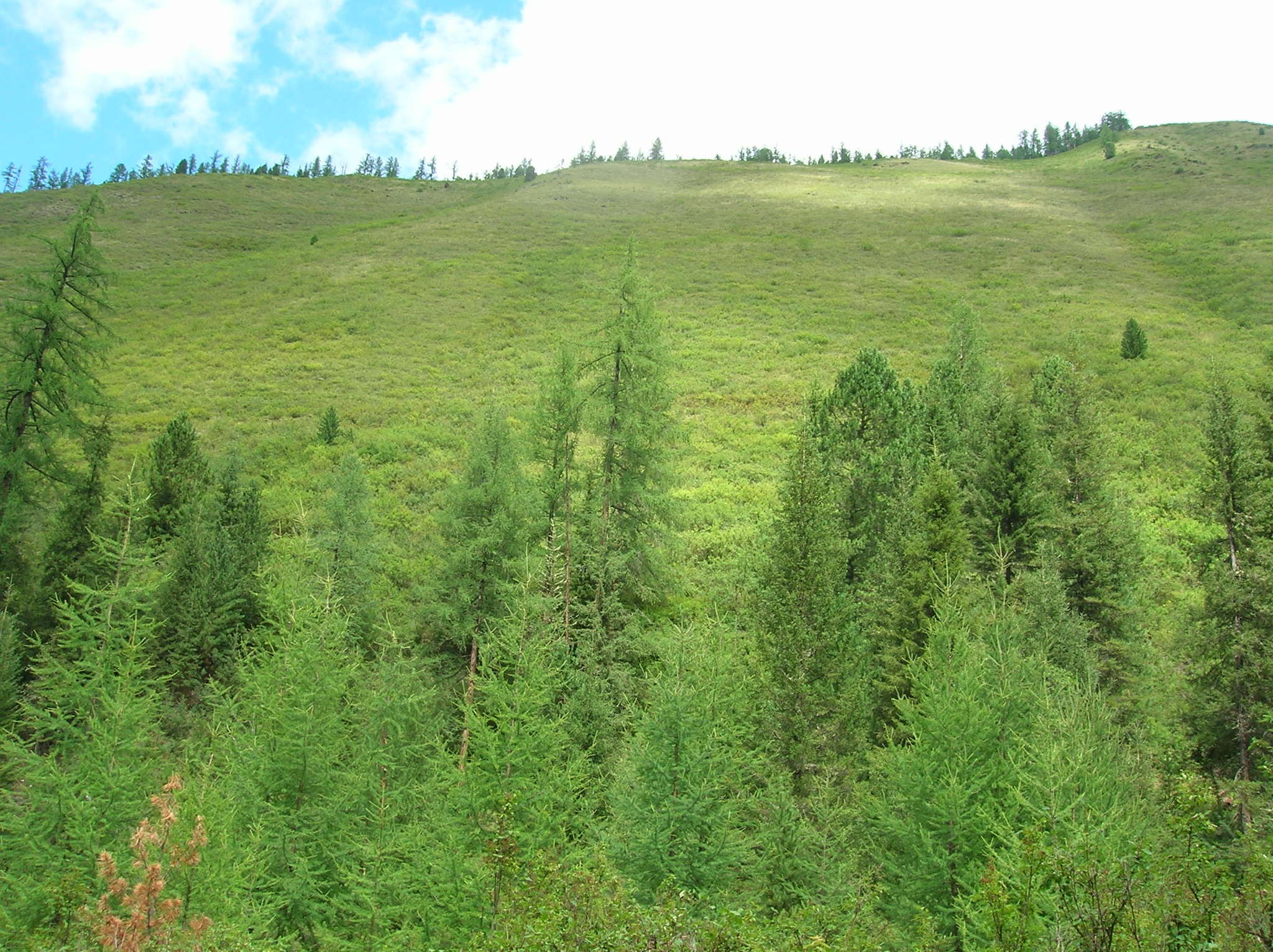 Image of Siberian Larch