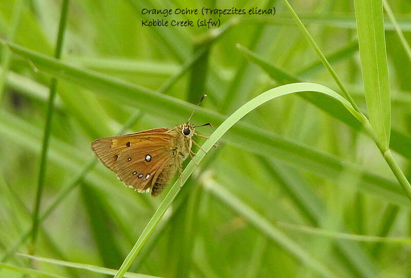 Image of Trapezites eliena Hewitson 1868