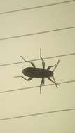 Image of Darkling beetle