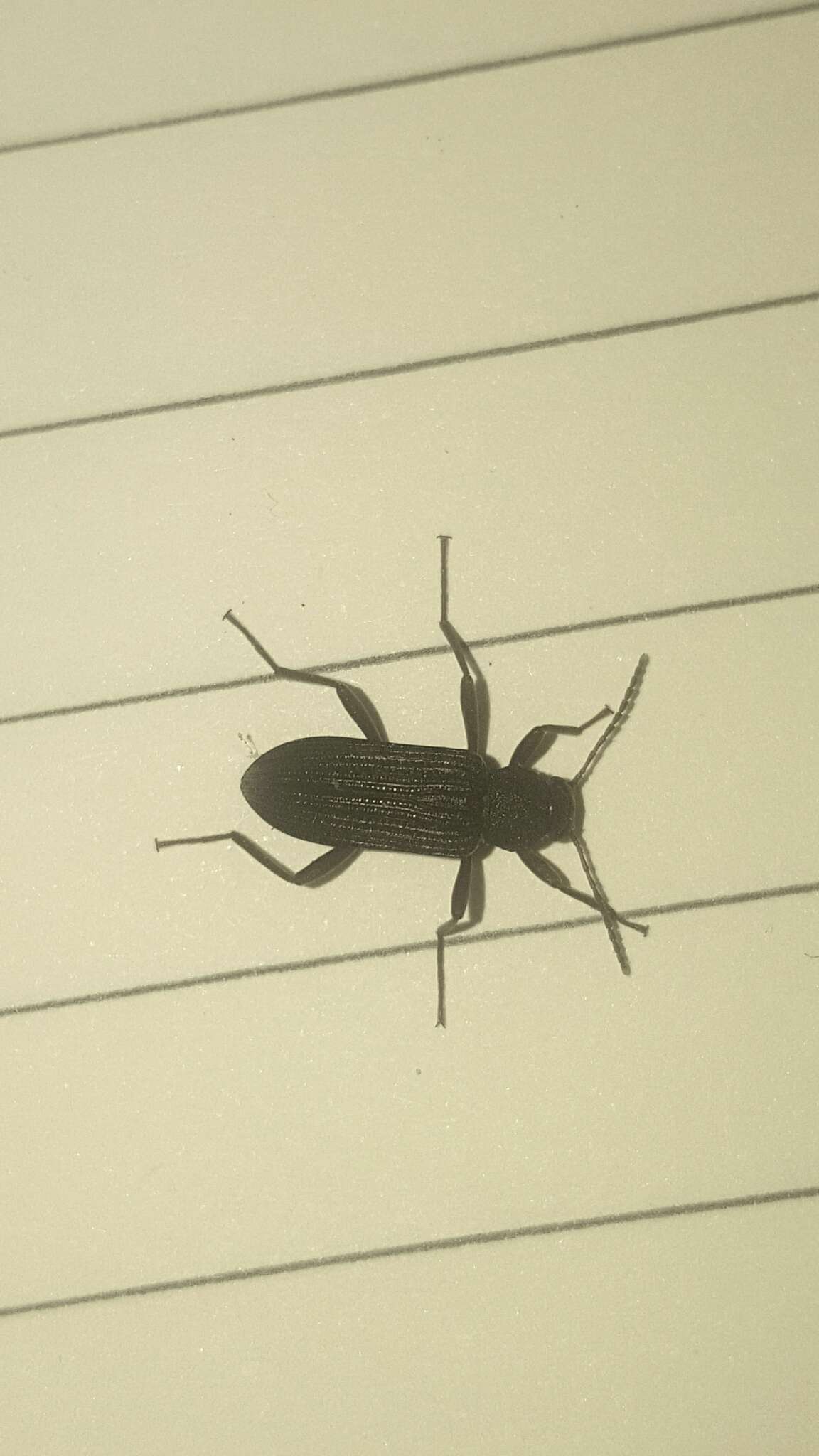 Image of Darkling beetle