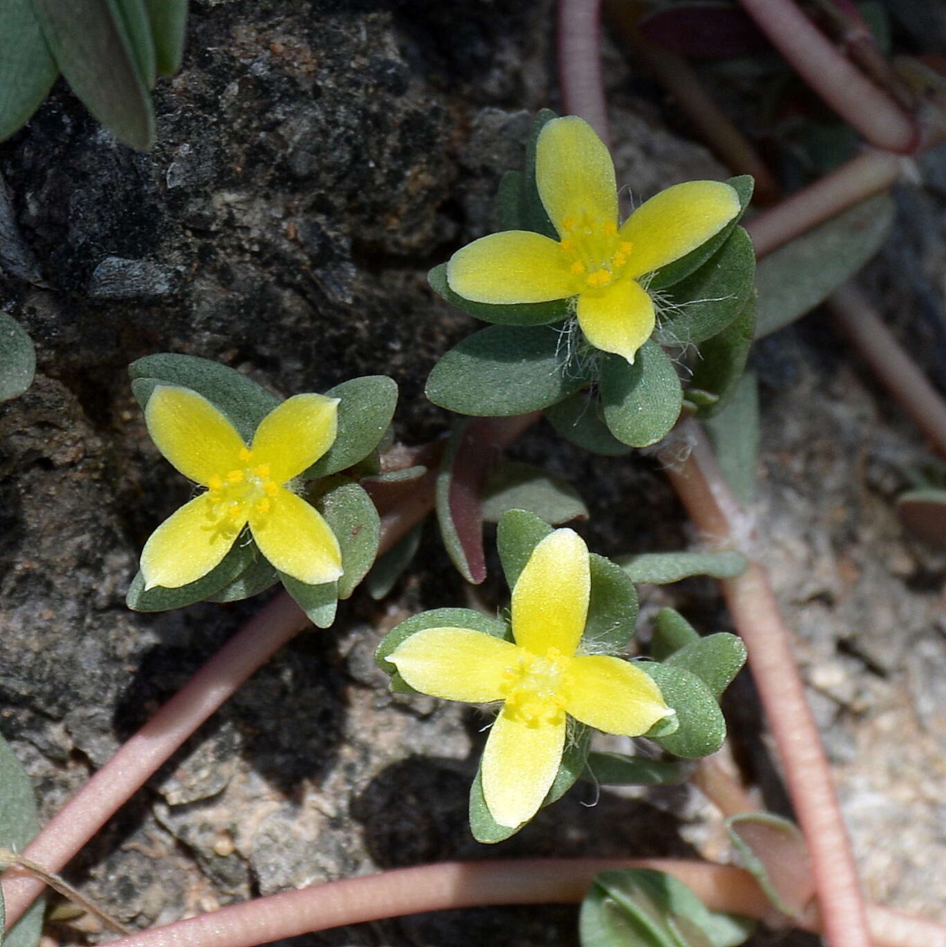 Sivun Portulaca quadrifida L. kuva