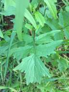 Imagem de Sisymbrium officinale (L.) Scop.