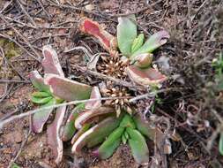 Image of Glottiphyllum depressum (Haw.) N. E. Br.