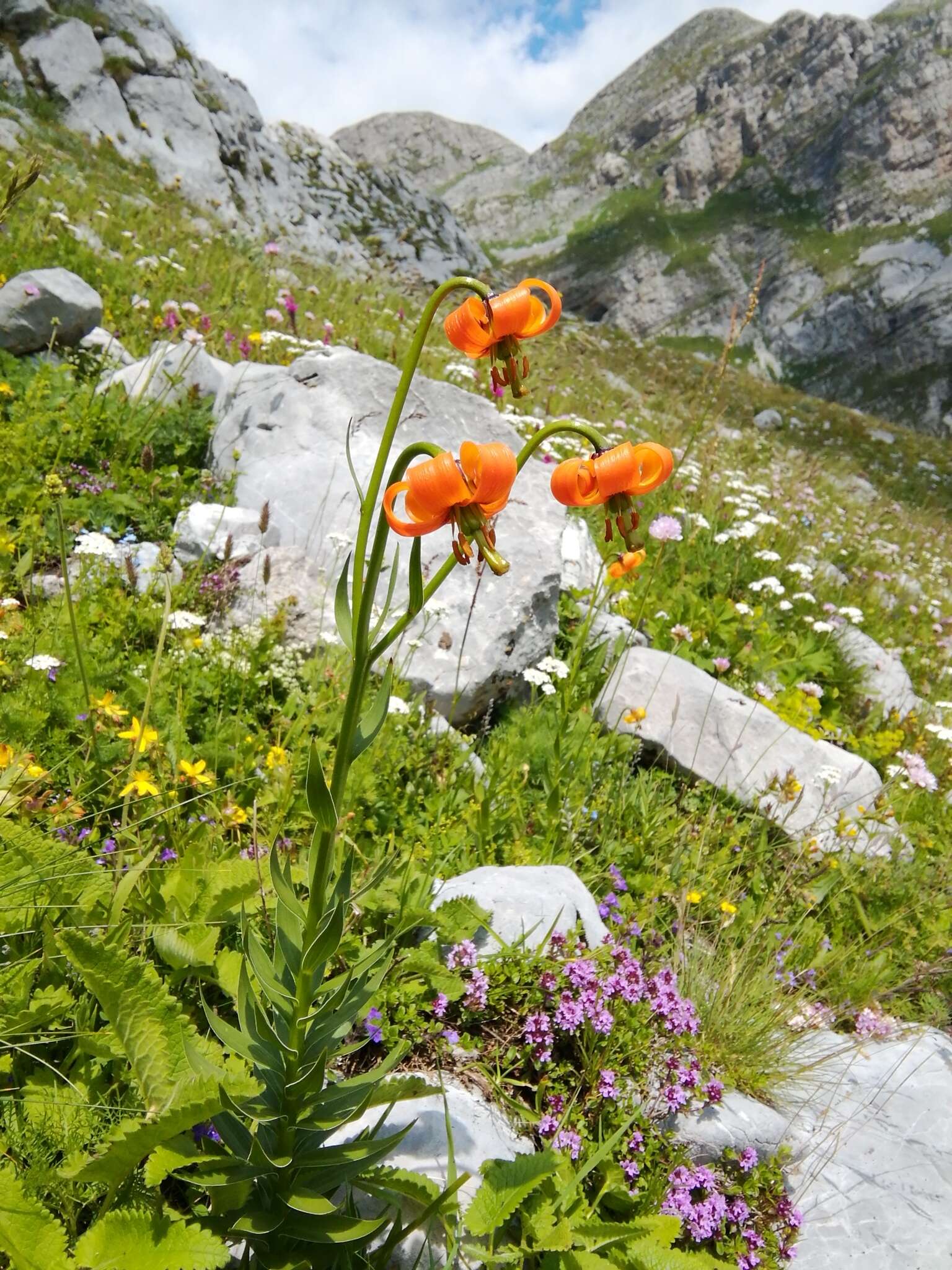 Image of Lilium albanicum Griseb.