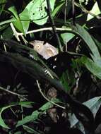 Image of Choco Screech Owl