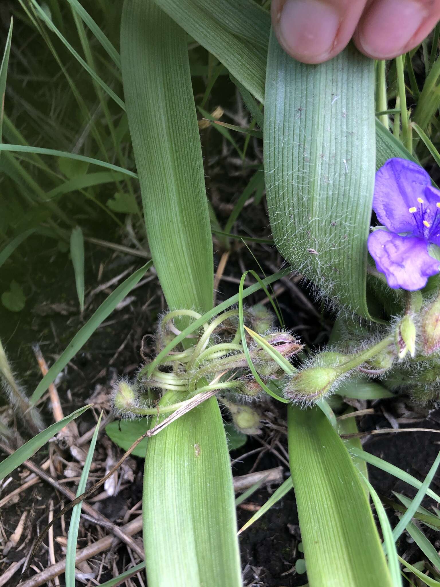 Image of Tharp's spiderwort