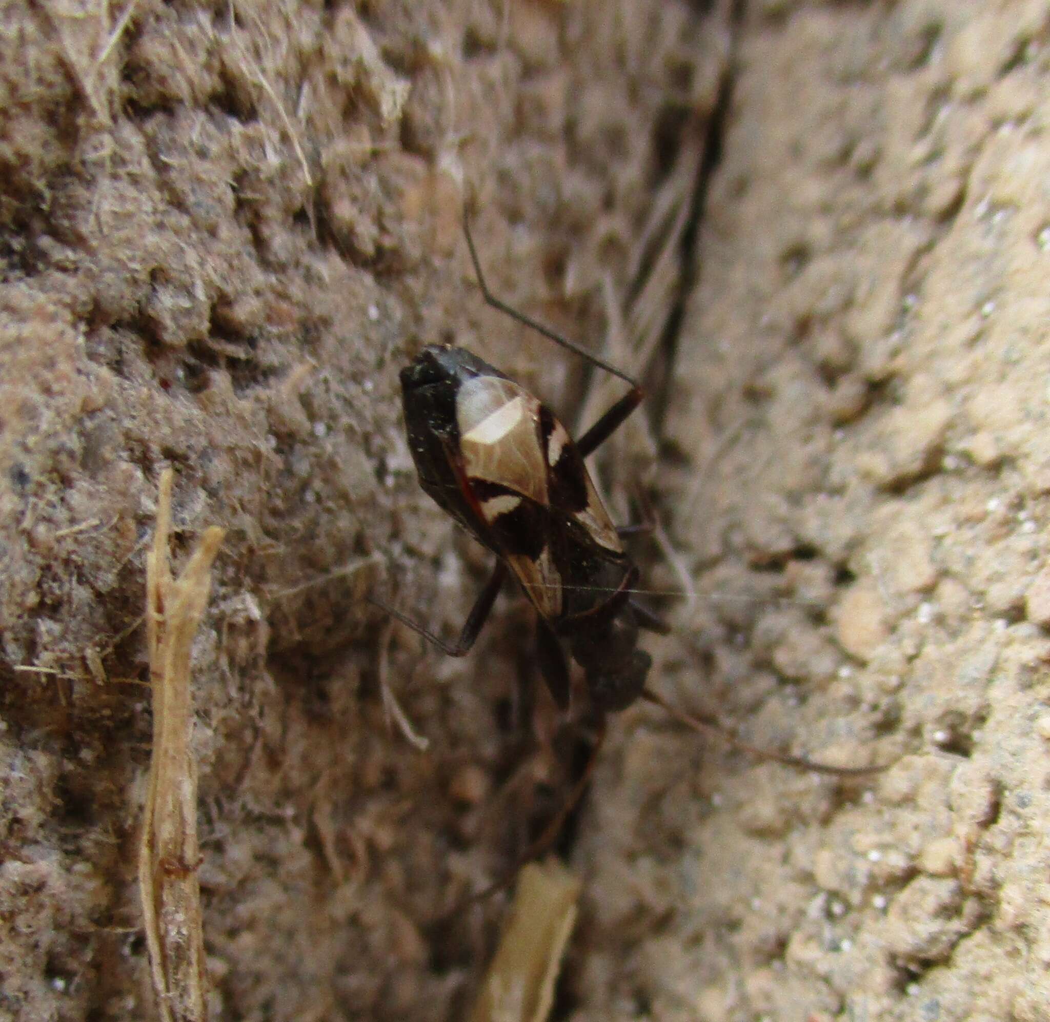 Imagem de Slaterobius insignis (Uhler & P. R. 1872)