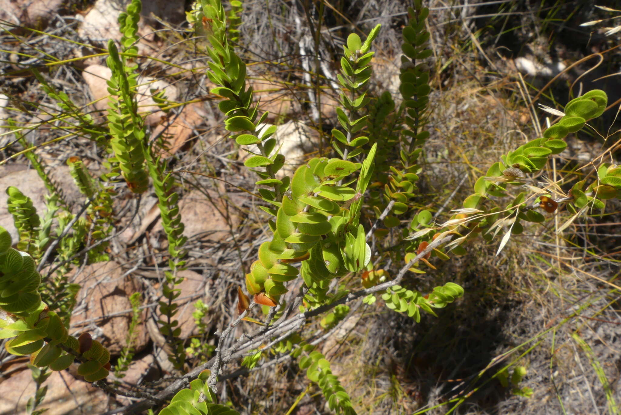 Image of Cliffortia pulchella L. fil.